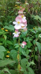 Begonia gracilis