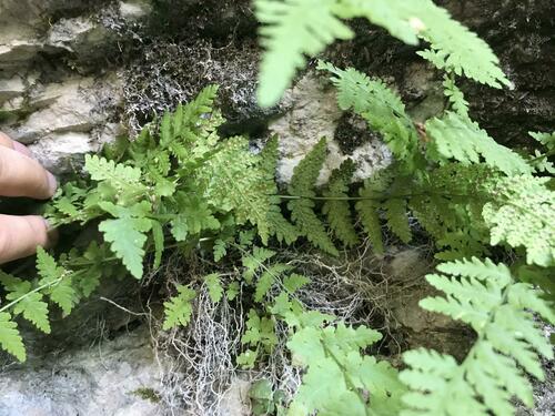 Image of Woodsia caucasica by (c) Наталья Пикалова, some rights reserved (CC BY)