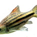 Lined Barb - Photo Staudacher, no known copyright restrictions (public domain)