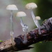黏柄滴小菇 - Photo 由 Marco Floriani 所上傳的 (c) Marco Floriani，保留部份權利CC BY-NC