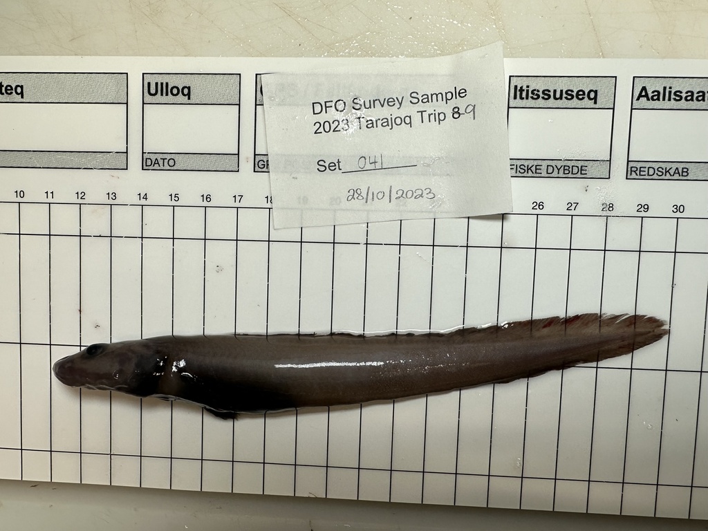 Adolf's Eelpout