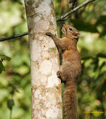 Callosciurus pygerythrus