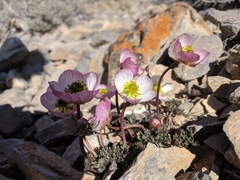 Ranunculus andersonii