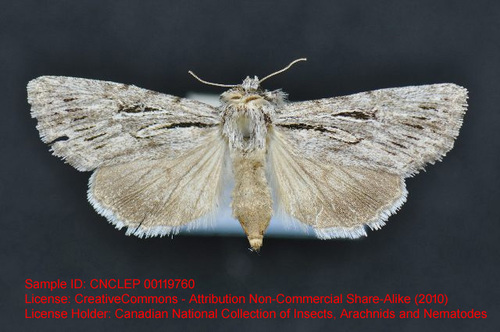 Oncocnemis utahensis