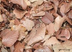 Dipterocarpus retusus