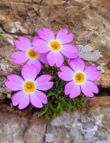Dionysia khatamii