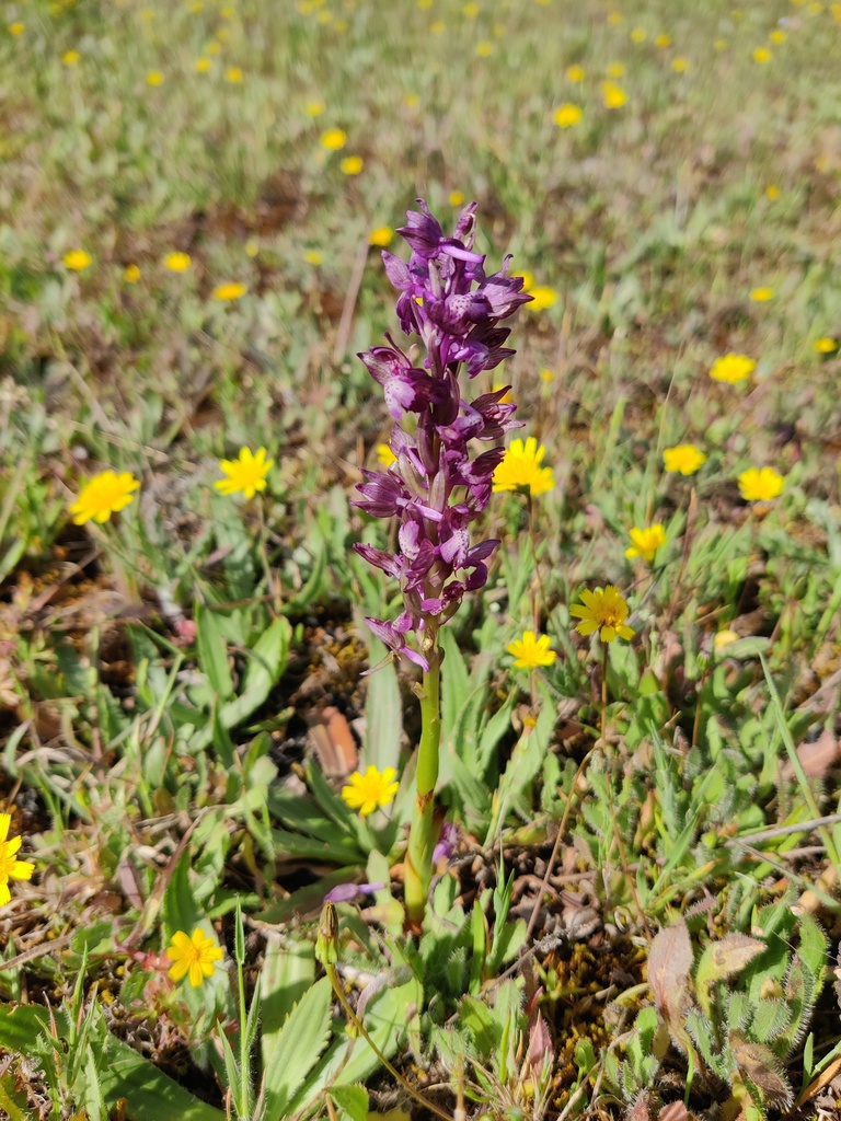 Anacamptis coriophora