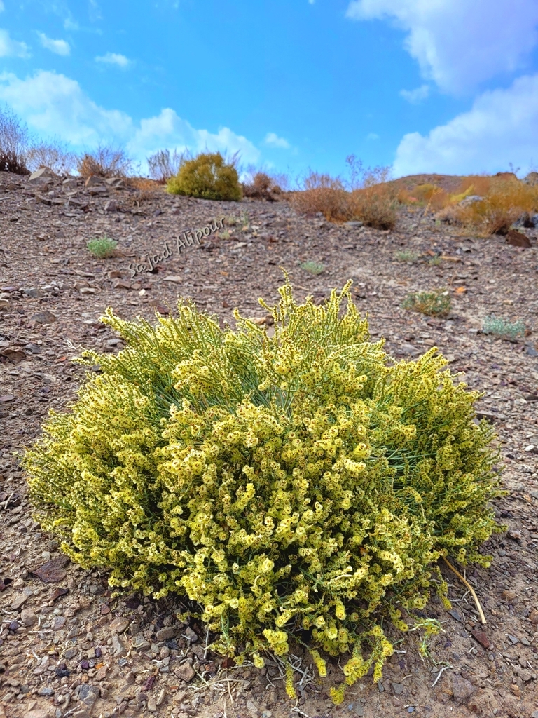 Anabasis calcarea