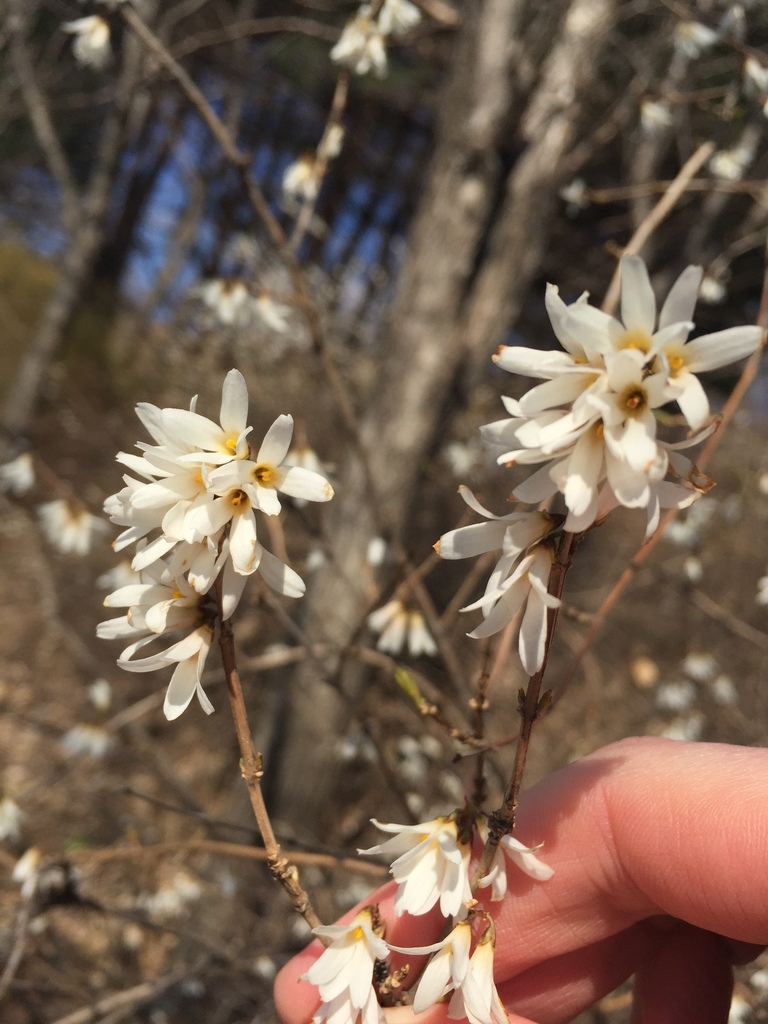 Abeliophyllum distichum (Abeliophyllum distichum)