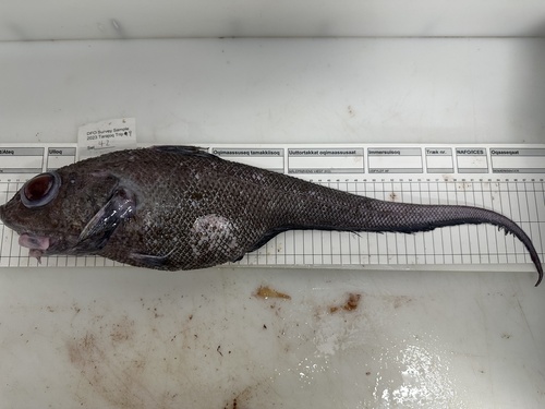 Foto de Granadero de cabeza rugosa (Macrourus berglax)