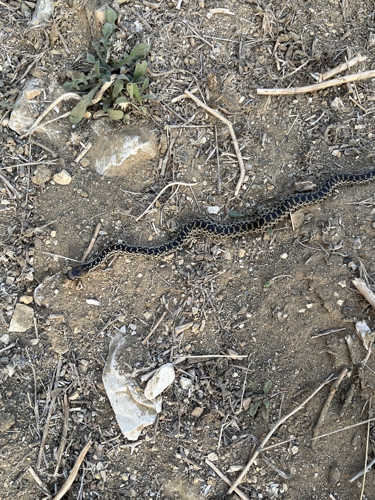 San Diego Gopher Snake from Portuguese Bend Reserve, Rancho Palos ...