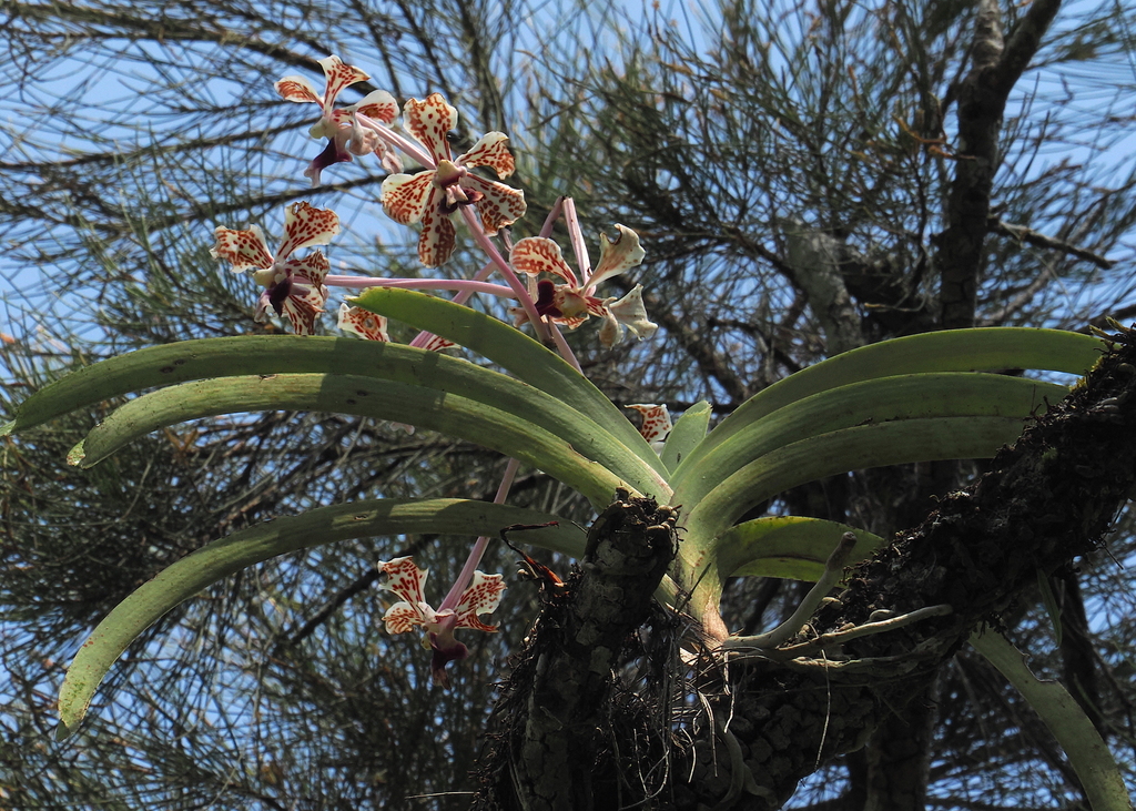 Vanda tricolor