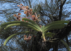Vanda suavis