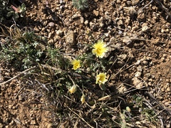 Malacothrix fendleri