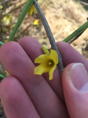 Forsythia koreana