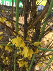Forsythia koreana