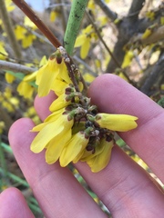 Forsythia koreana