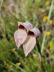 Green Tongue Orchid (Serapias viridis)