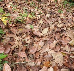 Dipterocarpus retusus