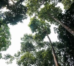 Dipterocarpus retusus