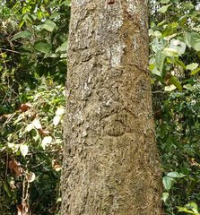 Dipterocarpus retusus