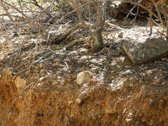 Masticophis bilineatus