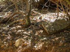 Masticophis bilineatus