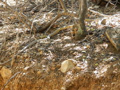 Masticophis bilineatus