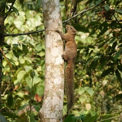 Callosciurus pygerythrus