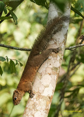 Callosciurus pygerythrus