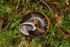 Monadenia