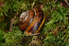 Monadenia