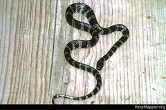 Tropidodipsas fischeri