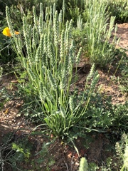 Plantago patagonica
