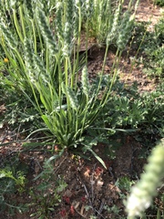 Plantago patagonica