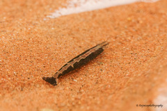Caridina