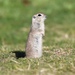 Round-tailed Ground Squirrel - Photo (c) Max Leibowitz, some rights reserved (CC BY-NC), uploaded by Max Leibowitz