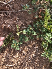 Acmispon brachycarpus