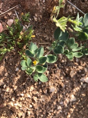 Acmispon brachycarpus