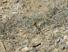 Polistes comanchus navajoe