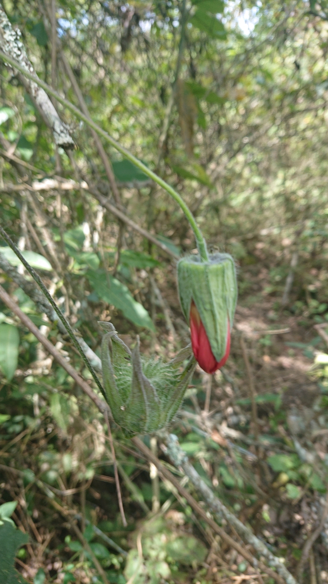 Abutilon reflexum image