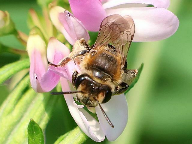 Wilke's Mining Bee From Oakland Lake Wildflower Meadow, Bayside, Queens 