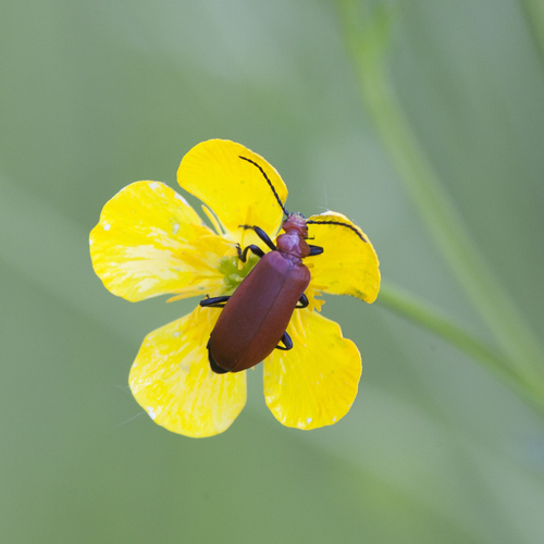 Pyrochroa serraticornis