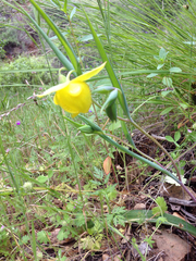 Calochortus pulchellus