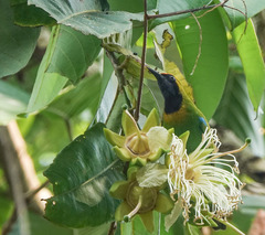 Chloropsis aurifrons