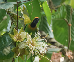 Chloropsis aurifrons