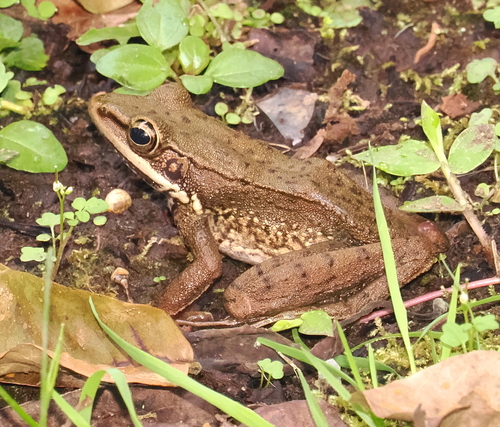Schlegel's Frog, Hylarana chalconota