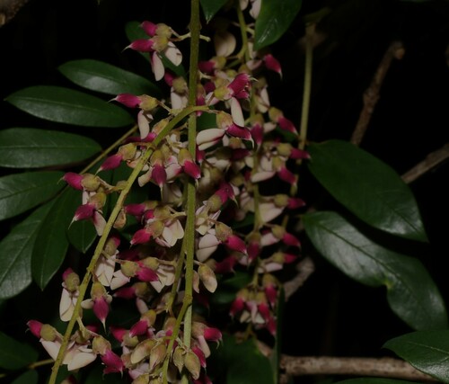 Image of Austrosteenisia glabristyla by (c) Greg Tasney, some rights reserved (CC BY-SA)