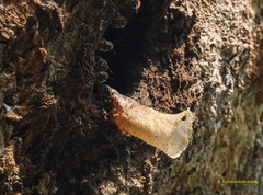 Lepidotrigona arcifera