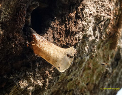 Lepidotrigona arcifera